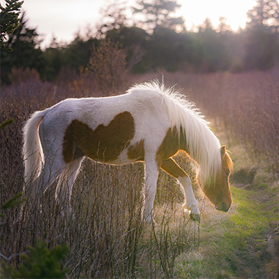 Photographs at Mount Rogers